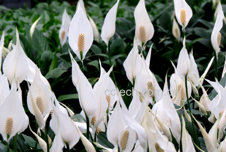 果蔬百科白鹤芋图片 白鹤芋的养殖方法-0