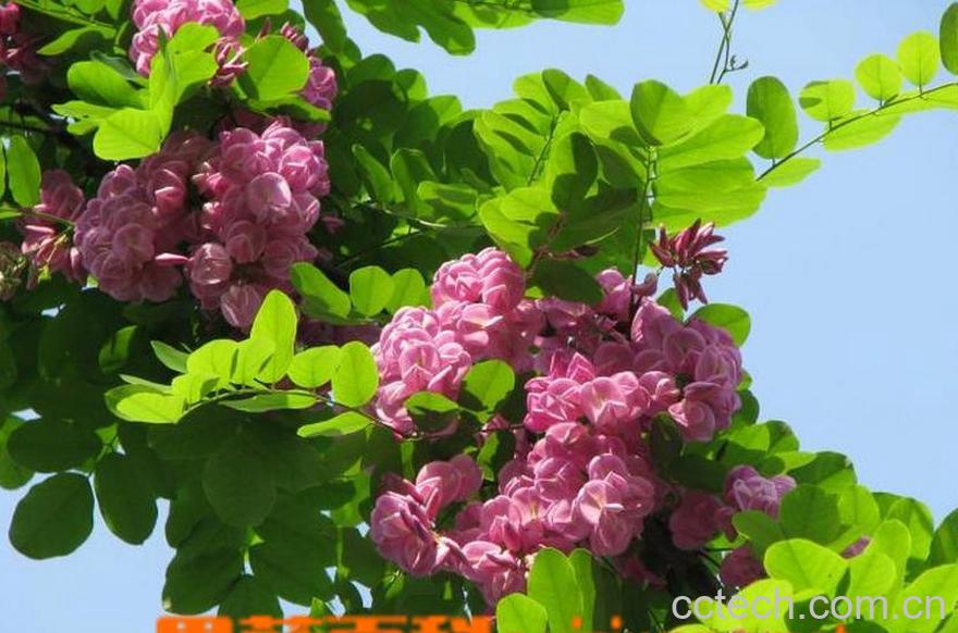 果蔬百科香花槐怎么养殖 香花槐养殖方法-0