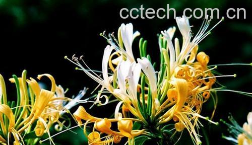 果蔬百科金银花采摘时间及采摘方法-0