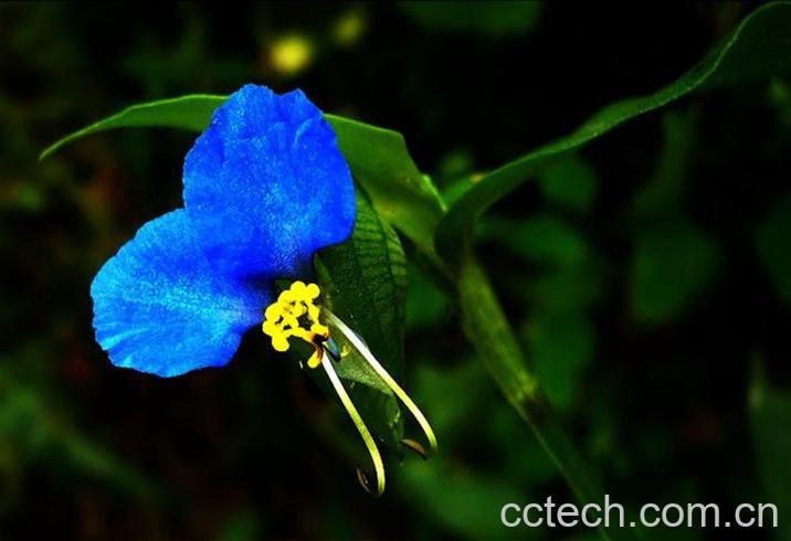 果蔬百科月姑草图片 月姑草的功效与作用-0