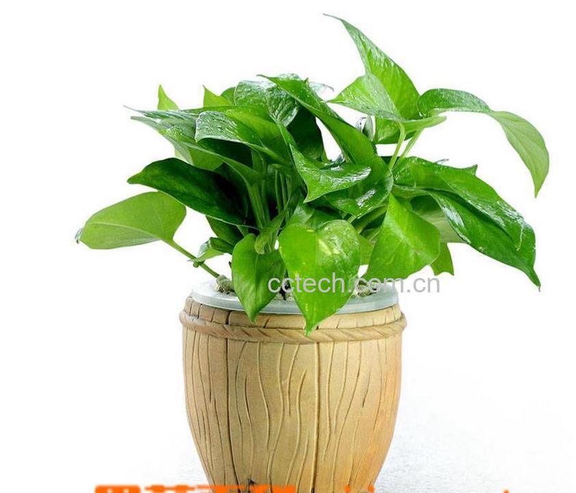 果蔬百科大叶绿萝养殖注意事项-0