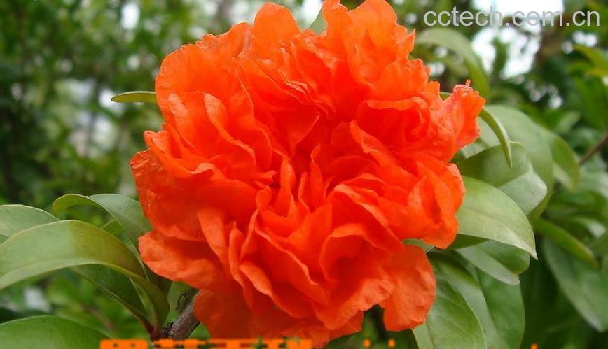 果蔬百科石榴花养殖方法及注意事项-0