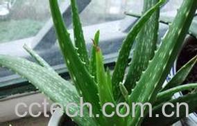 果蔬百科芦荟的功效与作用-0