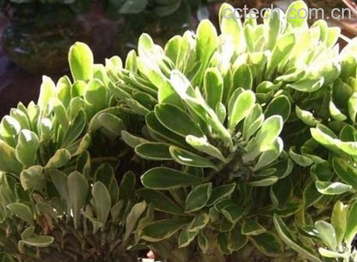 果蔬百科金麒麟的养殖方法-0