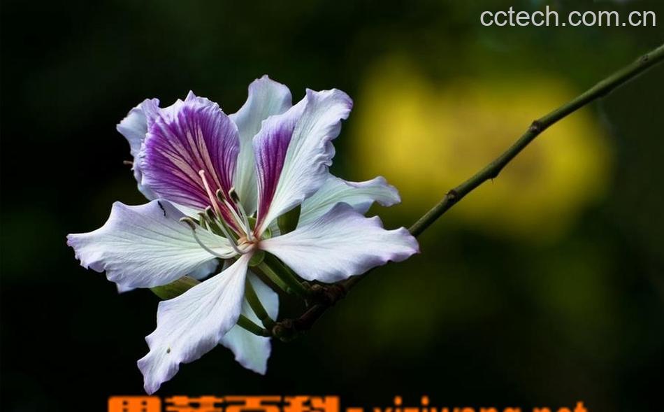 果蔬百科如何区分紫荆花与羊蹄甲花-0