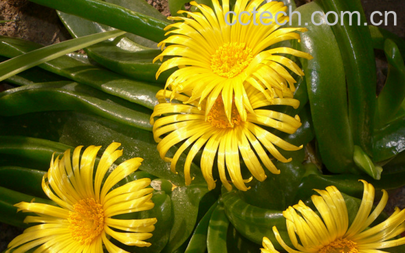 果蔬百科佛手花的功效与作用-0