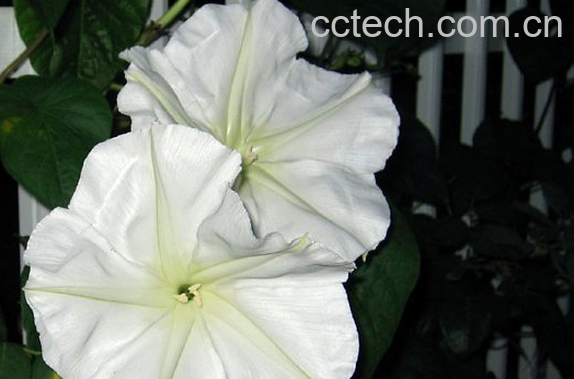 果蔬百科月光花的功效与作用-0