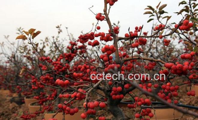 果蔬百科冬红果的养护方法-0