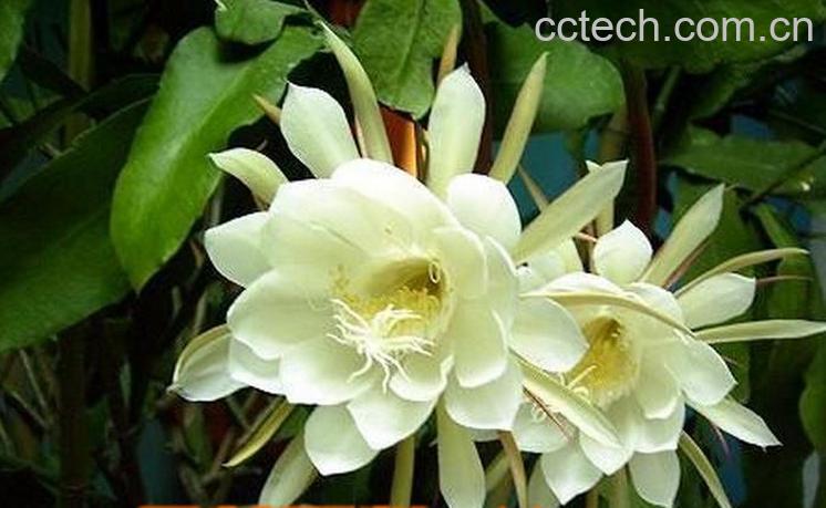 果蔬百科昙花盆栽养植方法-0