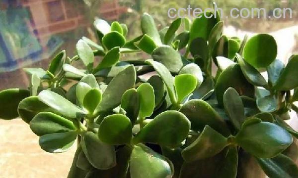 果蔬百科玉树的养殖方法-0