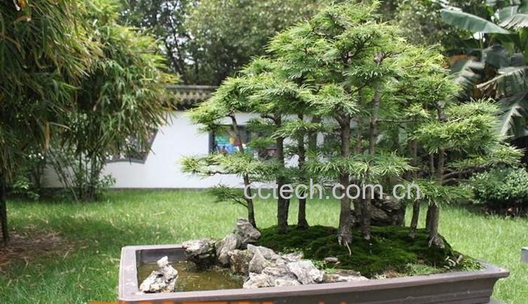 果蔬百科盆景金钱松的养护方法-0