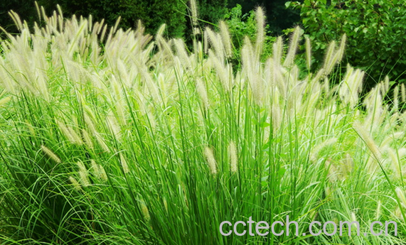 果蔬百科狼尾草的功效与作用-0