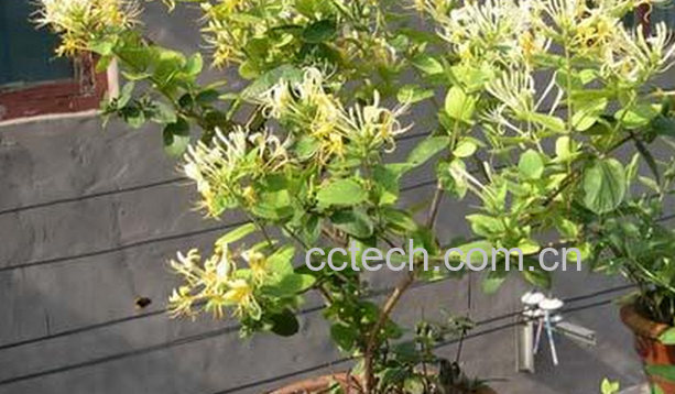 果蔬百科盆栽金银花的养殖方法-0