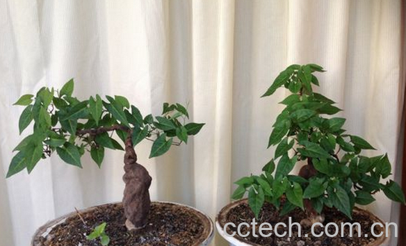 果蔬百科何首乌的养殖方法-0