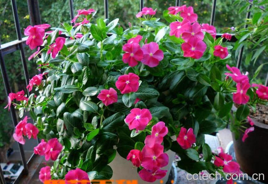 果蔬百科长春花如何播种-0