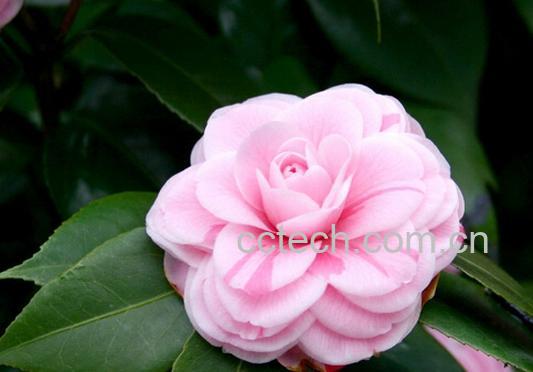 果蔬百科山茶花的养殖养护方法-0