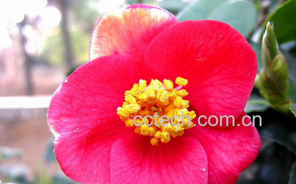 果蔬百科山茶花的养殖方法与注意事项-0