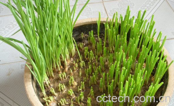 果蔬百科盆栽大蒜的种植方法-0