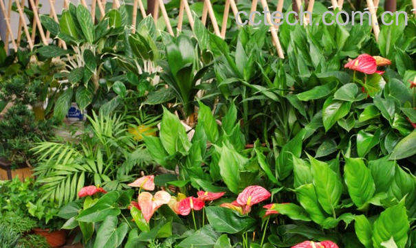 果蔬百科花卉什么时候浇水好-0