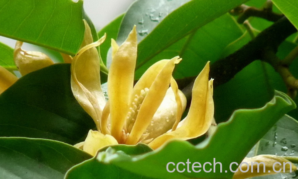 果蔬百科黄玉兰的栽培方法-0