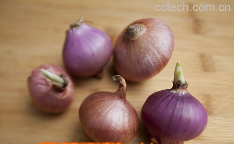 果蔬百科如何种植红葱头-0