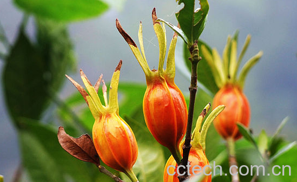 果蔬百科栀子能治什么病-0