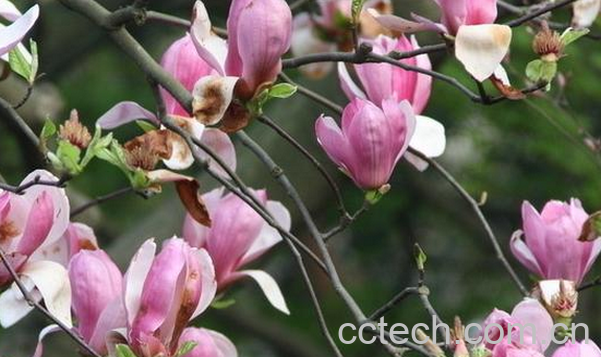 果蔬百科玉兰花的养殖方法-0