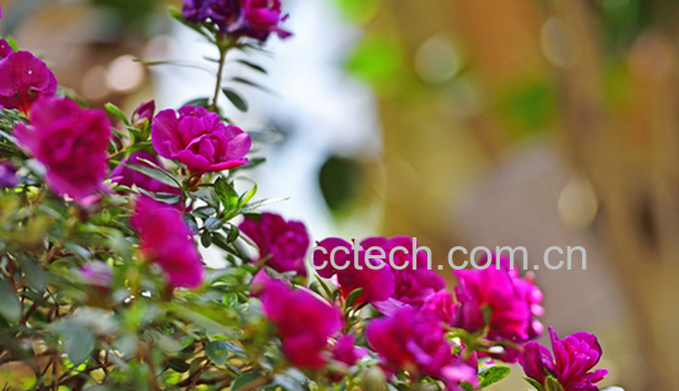 果蔬百科怎样让杜鹃在春节开花-0