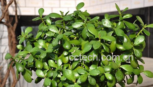 果蔬百科碧玉的养殖方法及图片欣赏-0