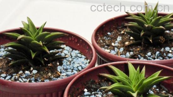 果蔬百科多肉修根后需要另换一盆吗-0