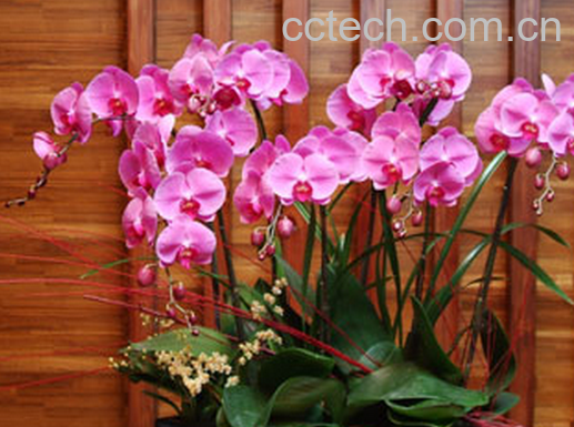 果蔬百科蝴蝶兰怎么养-0