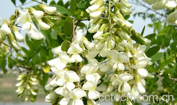 果蔬百科槐花的营养价值是与食用方法-0