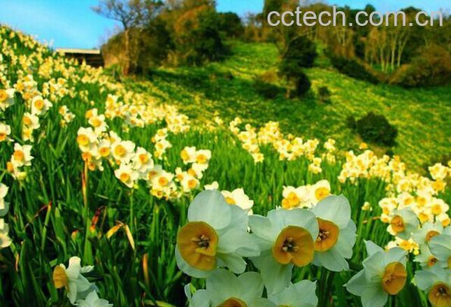 果蔬百科水仙花的养殖方法和注意事项-0