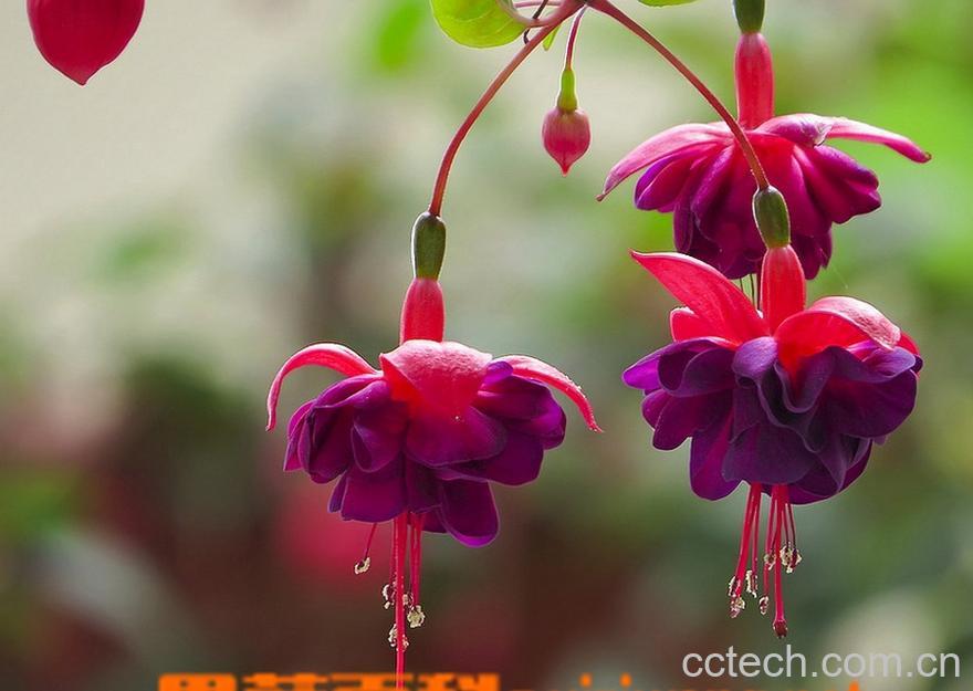 果蔬百科倒挂金钟的养殖方法全解-0