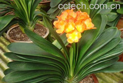 果蔬百科君子兰烂根怎么办-0