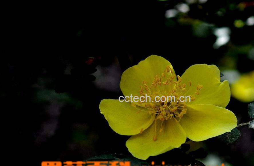 果蔬百科单瓣黄刺玫怎么种-0