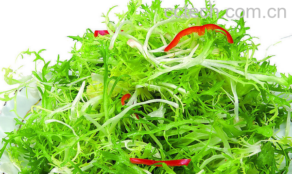 果蔬百科苦菊的功效与作用-0