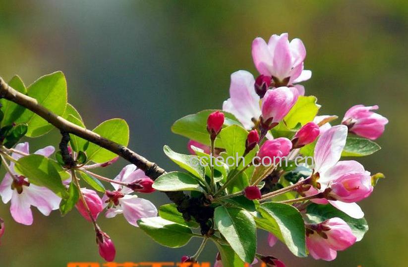 果蔬百科海棠花怎么养 海棠花的养殖方法-0