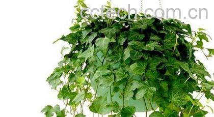 果蔬百科常春藤的水培养殖方法-0