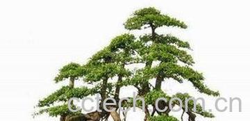 果蔬百科九里香盆景养殖及护理-0