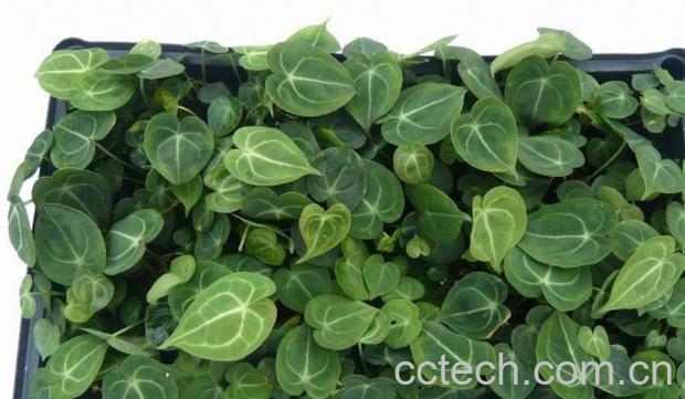 果蔬百科水晶花烛种植栽培要点-0