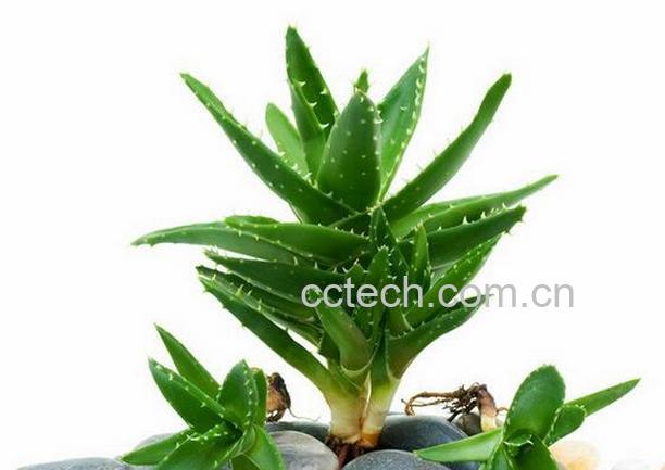 果蔬百科芦荟养殖方法和注意事项-0