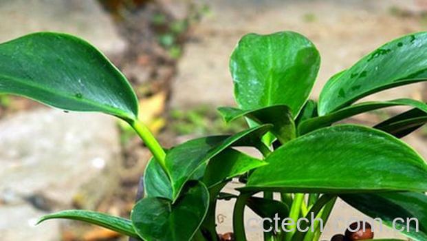 果蔬百科金钻的养殖方法与技巧-0