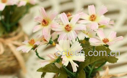 果蔬百科淘米水适合浇什么花-0