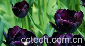果蔬百科黑色郁金香养殖方法介绍-0