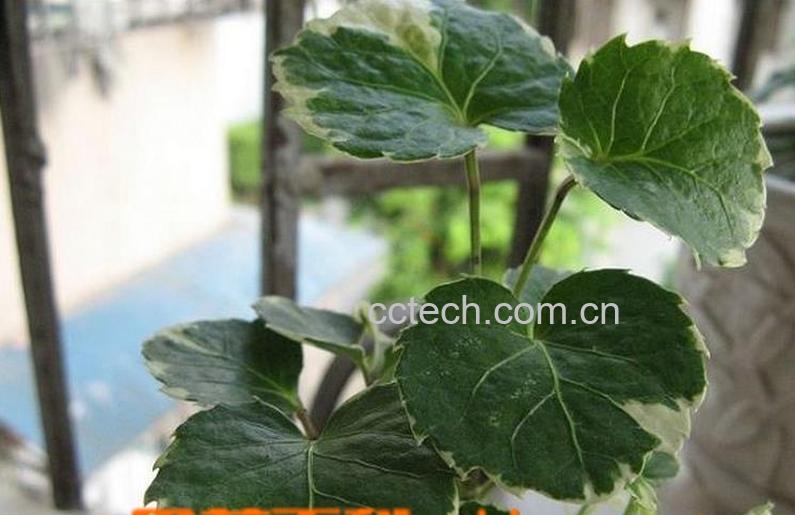 果蔬百科圆叶福禄桐怎么养-0