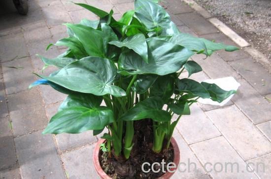 果蔬百科千手观音植物叶子发黄怎么养-0