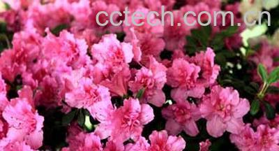 果蔬百科杜鹃花怎么养 杜鹃花养殖方法大全-0
