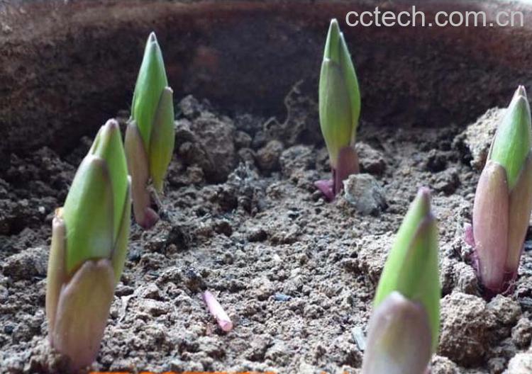 果蔬百科盆栽百合花怎么养？-0