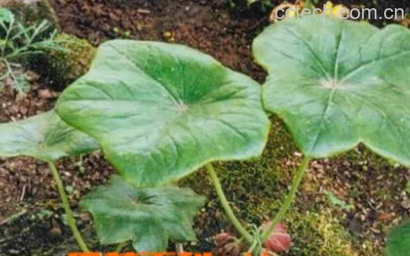 果蔬百科八角莲图片 八角莲种植技巧-0